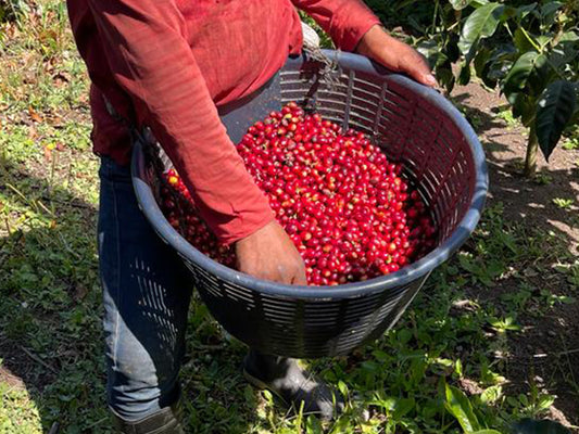 Panama_Geisha_Natural