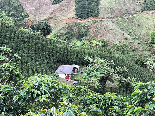 Colombia_Pink Bourbon_Anaerobic Washed